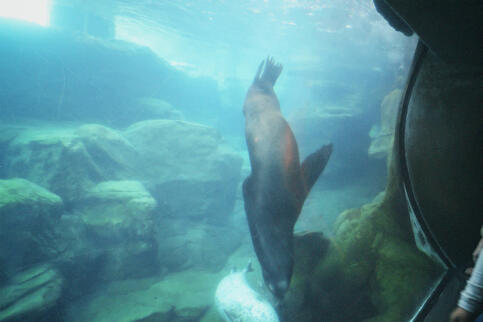 the only pic of the seals i got lol